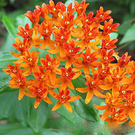 Get to Know Your Plant