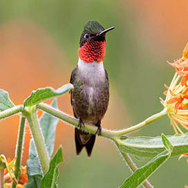 The Importance of Birds