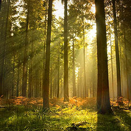 The Good Behind Forests