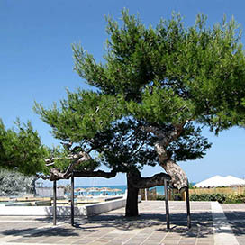 Facts about Pine Trees