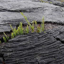 The Effect of Volcanoes on Plants
