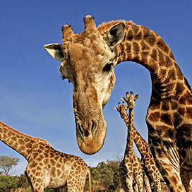 Facts about Giraffes