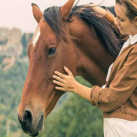 General Facts about Horses