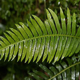 Plants