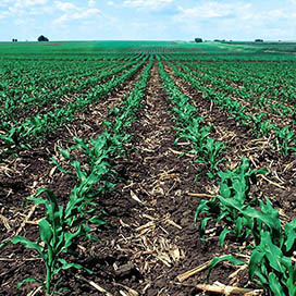 Soil