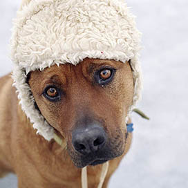 Pets and Cold Weather
