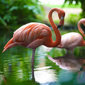 Flamingo Facts