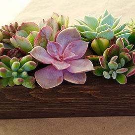 Colorful Succulent Centerpieces