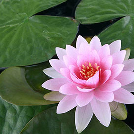 Water Lilies