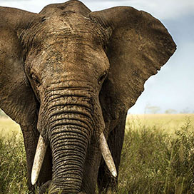 The Largest Living Mammal: The Elephant