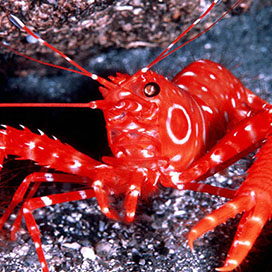 Facts about Lobsters