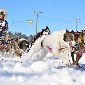 Sled Dog Racing