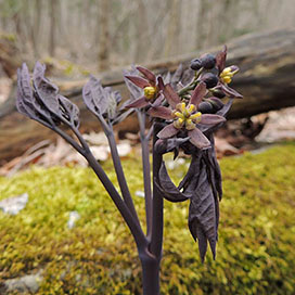 Blue Cohosh