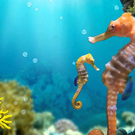 Amazing Facts about Seahorses