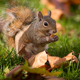Fun Squirrel Facts