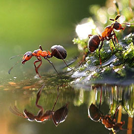 Fun Facts about Ants