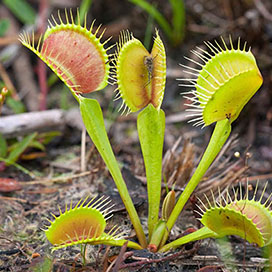 The Venus Flytrap