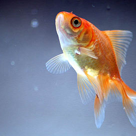 Goldfish