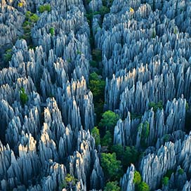 Forest of Knives, Madagascar